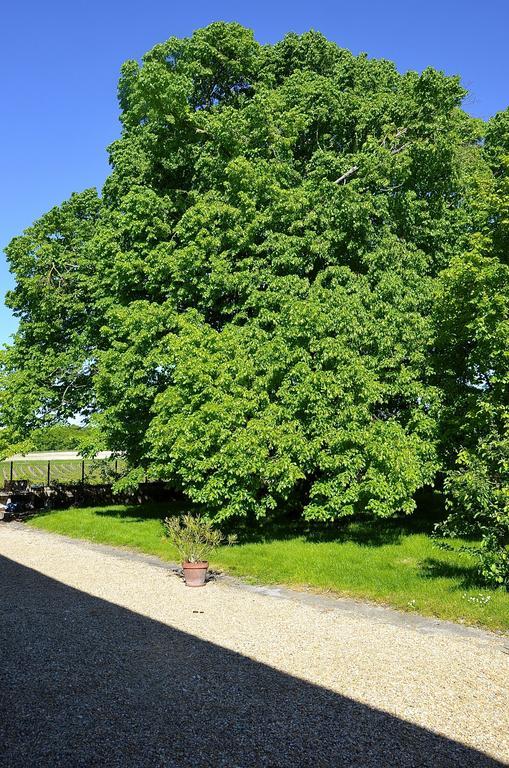 Le Vieux Noyer Bed and Breakfast Saint-Maurice-de-Tavernole Exteriör bild